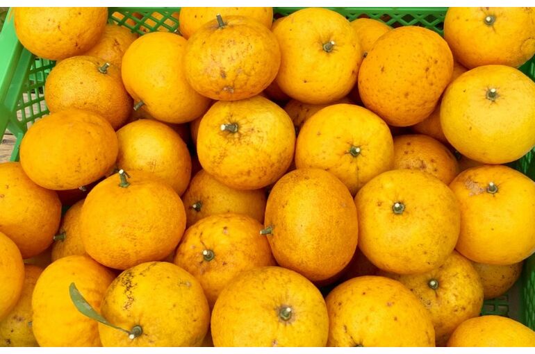 mikan-1024x651